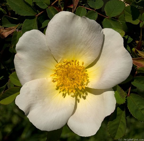 'Nevada (shrub, Dot, 1927)' rose photo