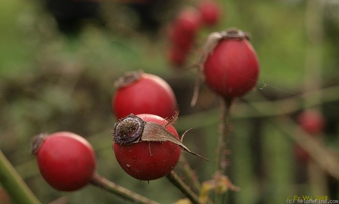 'R. jundzillii' rose photo
