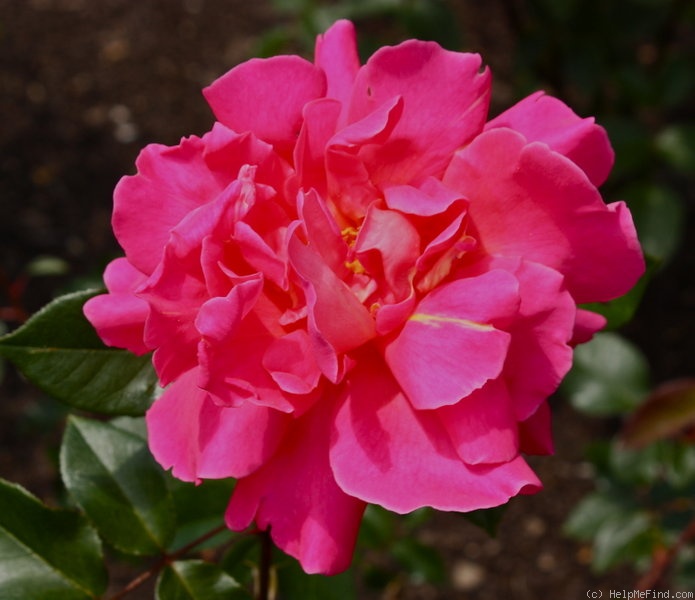 'Hector Deane' rose photo