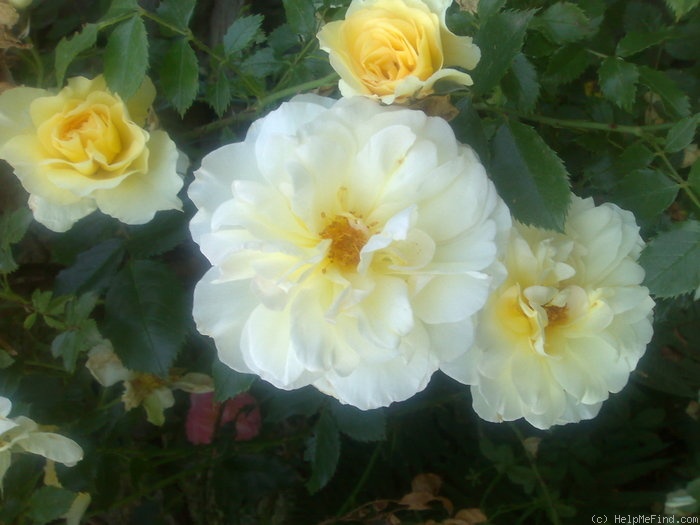 'Leverkusen' rose photo