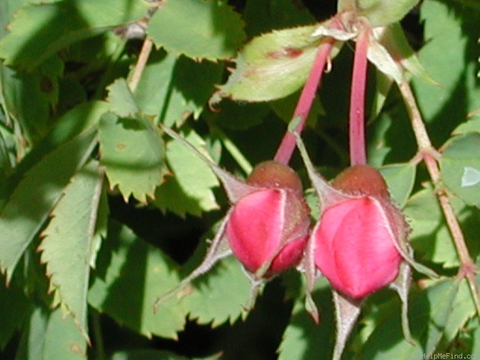 'OADEFED' rose photo