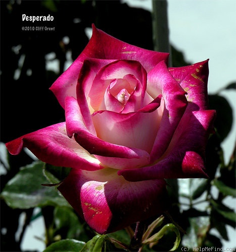 'Desperado (hybrid tea, Edwards/Phelps)' rose photo