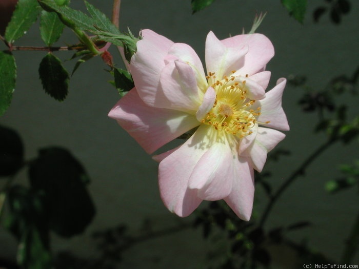 '1-72-1DLFED' rose photo