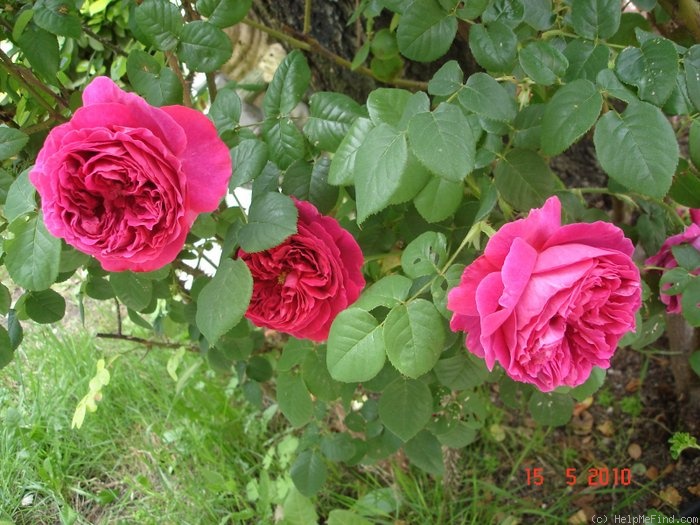 'Othello (English Rose, Austin 1986)' rose photo