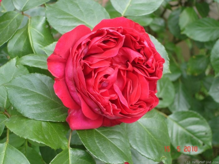 'Eric Tabarly ®' rose photo