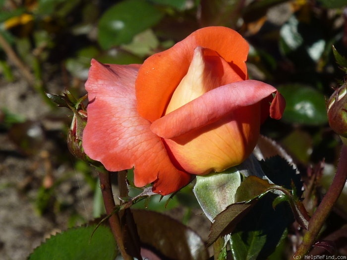 'Eclat de Haute Bretagne ®' rose photo