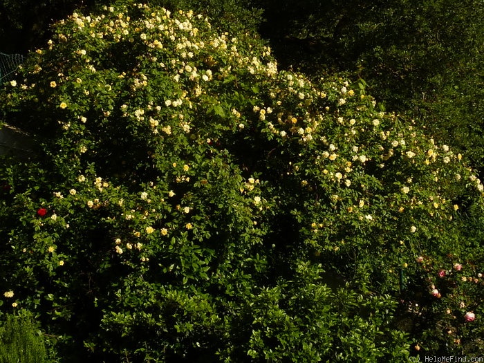 'Malvern Hills ®' rose photo