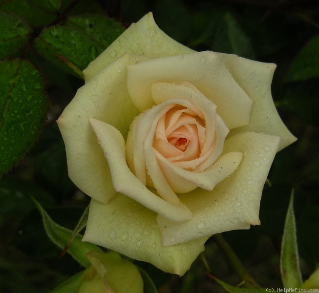 'Marie Jeannette' rose photo