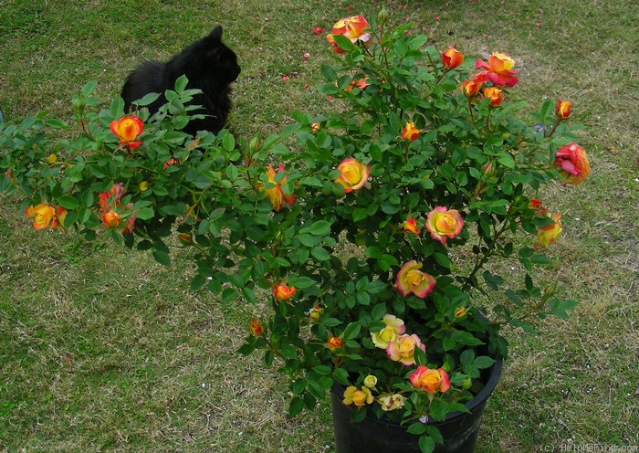 'Rainbow Sunblaze ®' rose photo