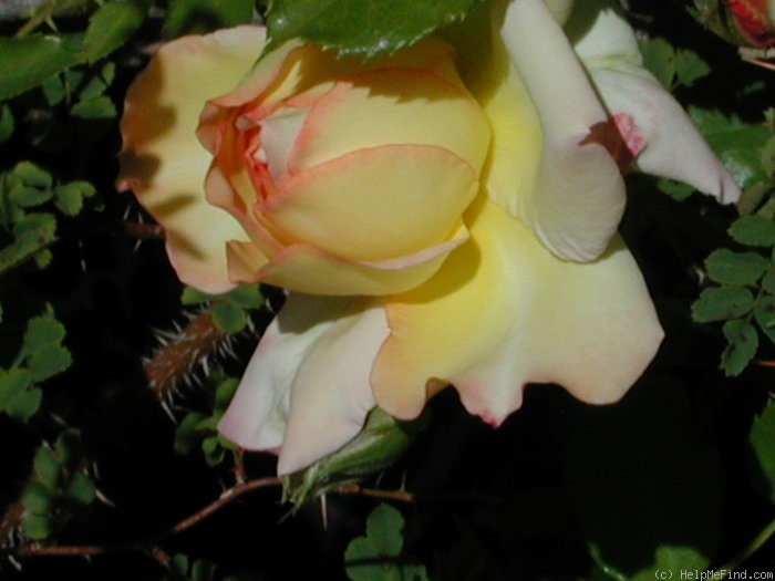 'Edith Schurr' rose photo