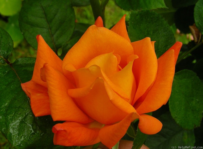 'Hallé (hybrid tea, Fryer before 2001)' rose photo