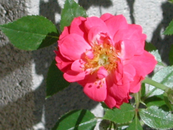 'Little Fireball' rose photo