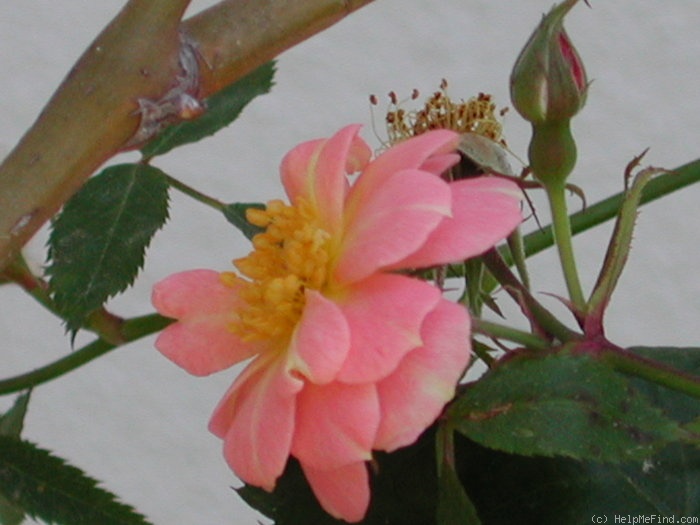 '1-72-1DLFED1' rose photo