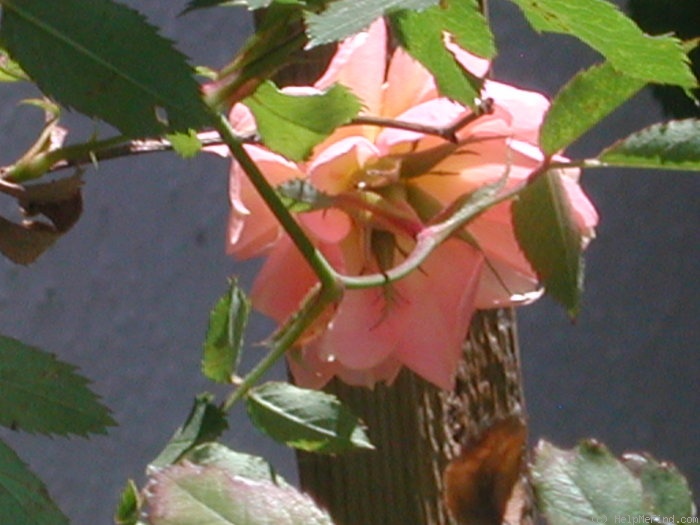 '1-72-1DLFED1' rose photo
