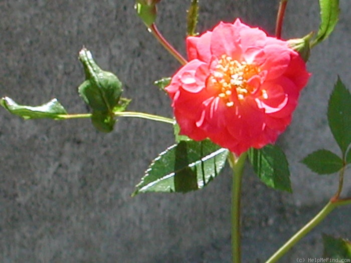 'Little Fireball' rose photo