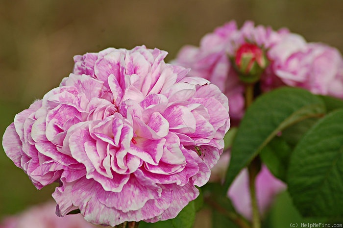 'Bacchante' rose photo