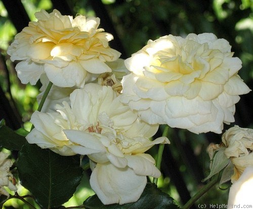 'Shower of Gold' rose photo