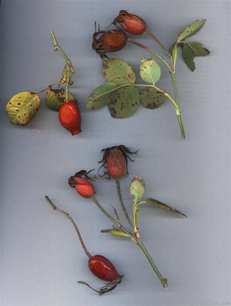 'Suaveolens (alba, unknown, before 1750)' rose photo