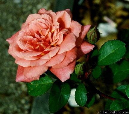 'Albert (Floribunda, Jones, 1962)' rose photo