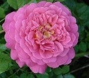 'Christopher Marlowe' rose photo