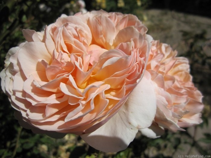 'Evelyn ™ (shrub, Austin 1991)' rose photo