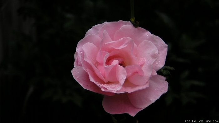 '<i>Rosa chinensis</i> var. <i>chinensis</i>' rose photo