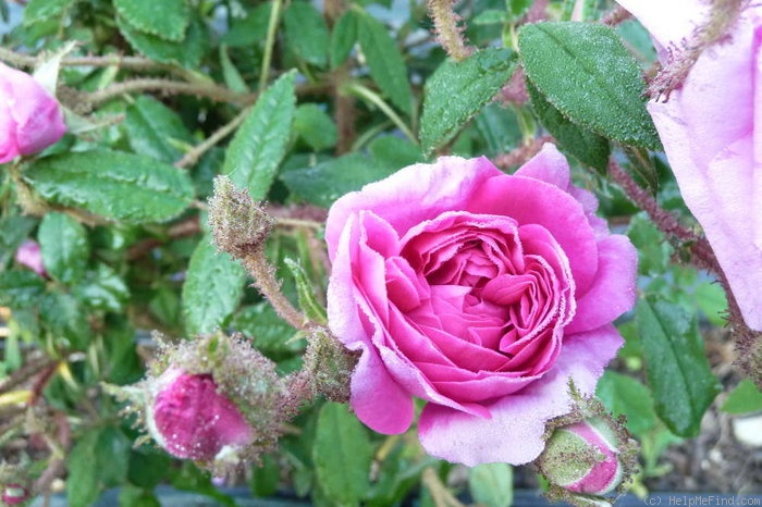 'Maréchal Davoust' rose photo