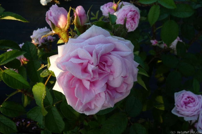 'Gloire des Mousseau' rose photo