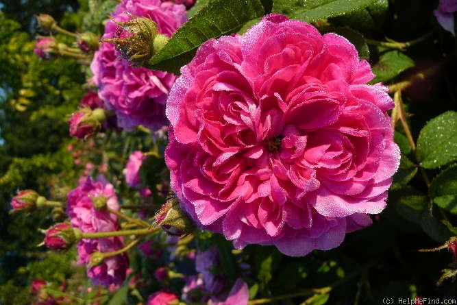 'Pergolèse (gallica, Vibert, 1840)' rose photo
