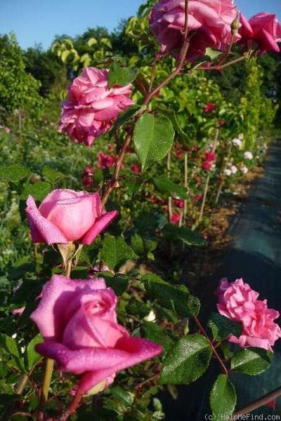'Archiduc Joseph' rose photo