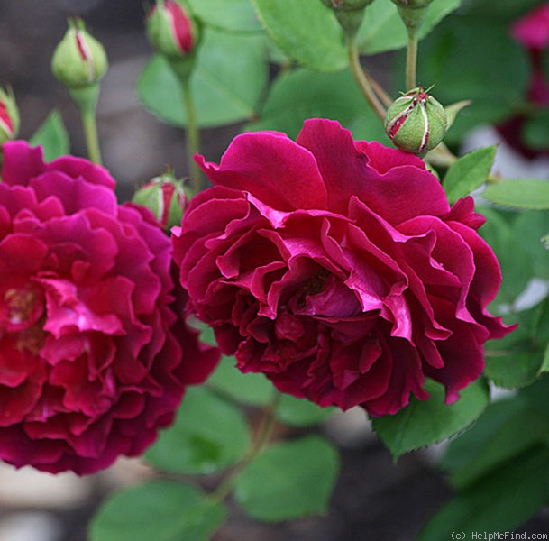 'Alfred Colomb (Hybrid Perpetual, Lacharme, 1865)' rose photo