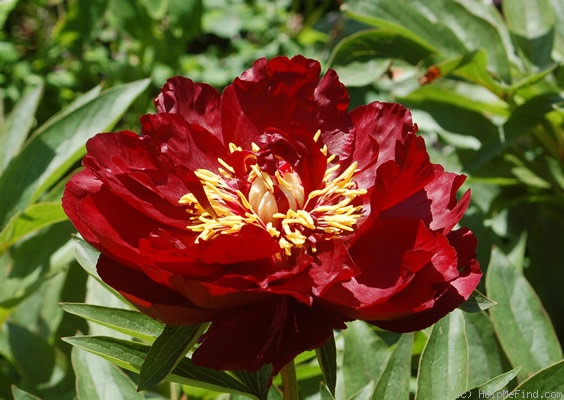 'Robert W. Auten' peony photo