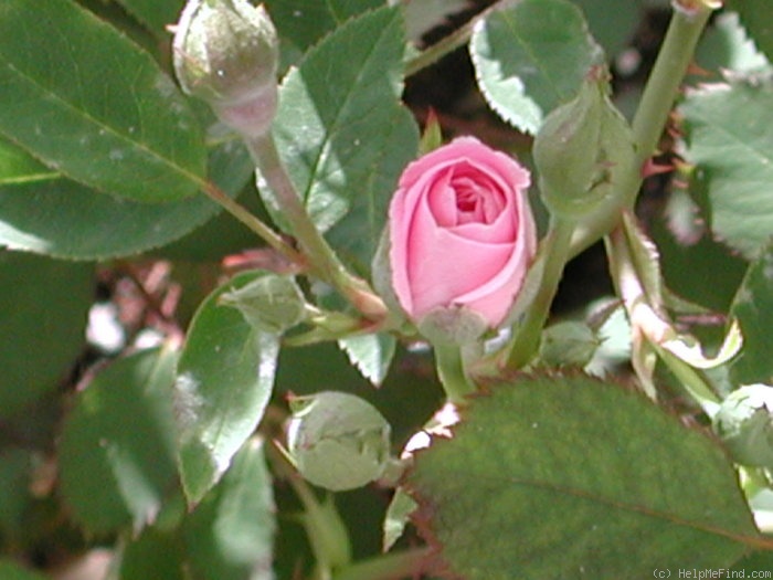 '1-72-1DLFED3' rose photo
