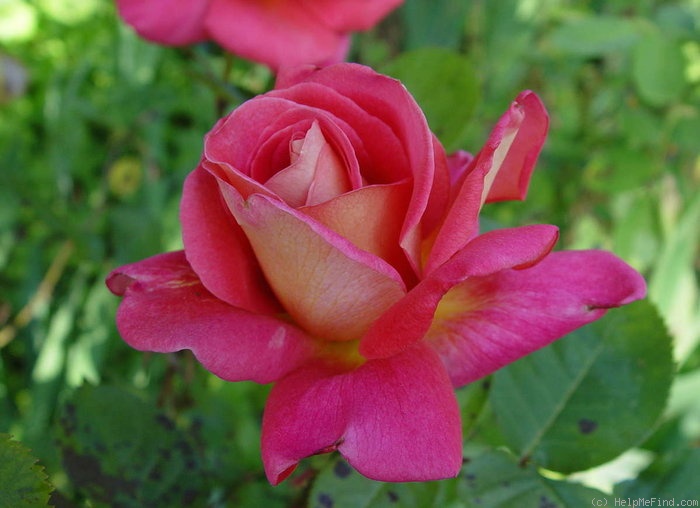 'Elsie Melton' rose photo