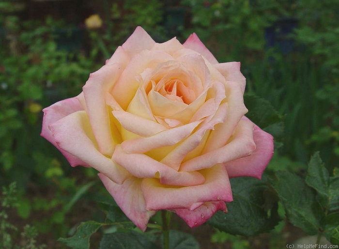 'Hisami' rose photo