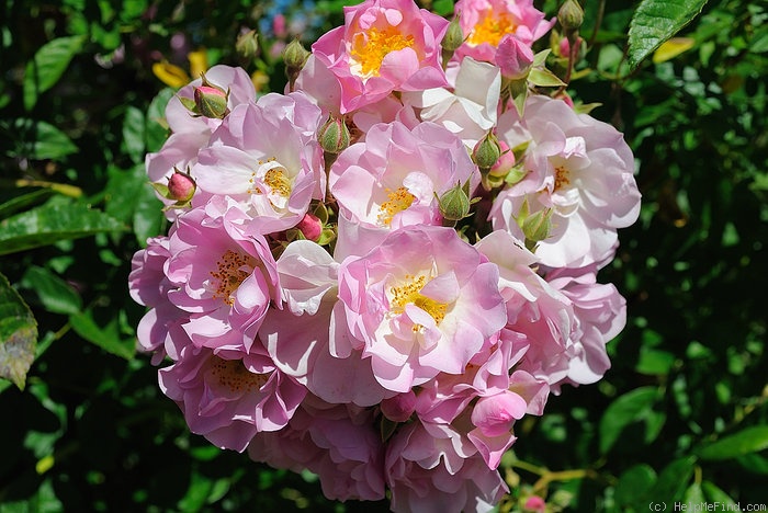 'Apple Blossom (Hybrid Multiflora, Burbank, 1932)' rose photo