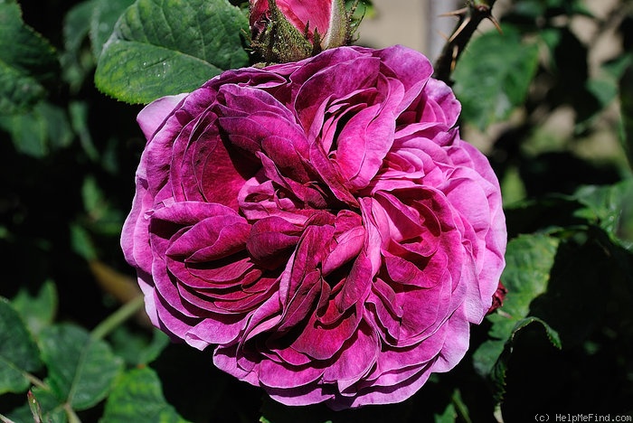 'Charles de Mills' rose photo