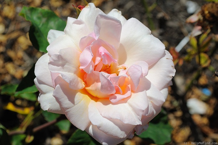 'Lemon Ophelia' rose photo
