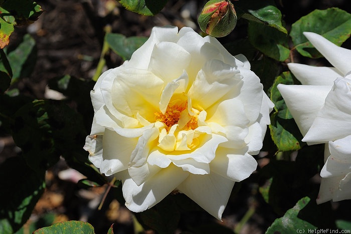 'Westfield Star' rose photo