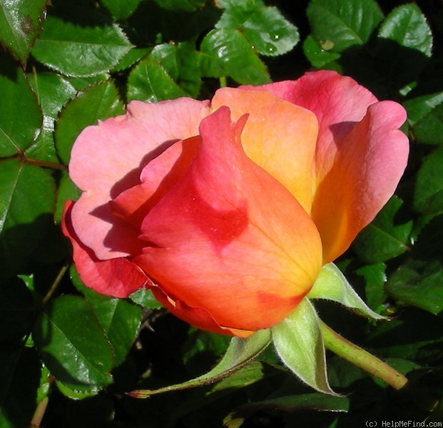 'Colorific' Rose