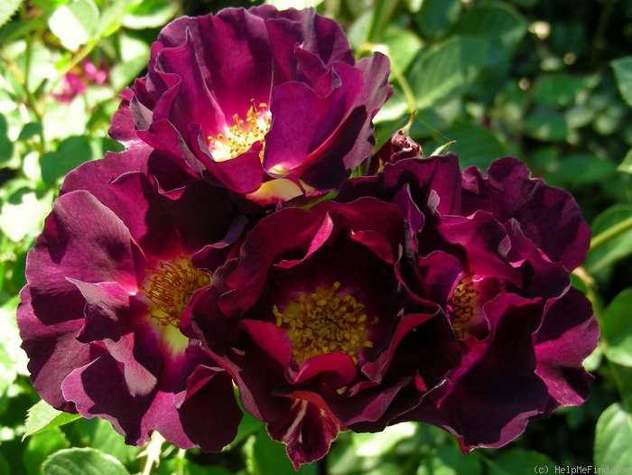 'Route 66' rose, click to enlarge 'Route 66' rose photo