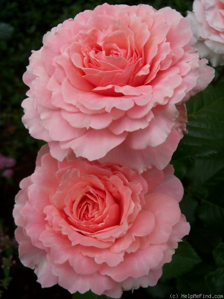 'Victorian Spice ™' rose photo