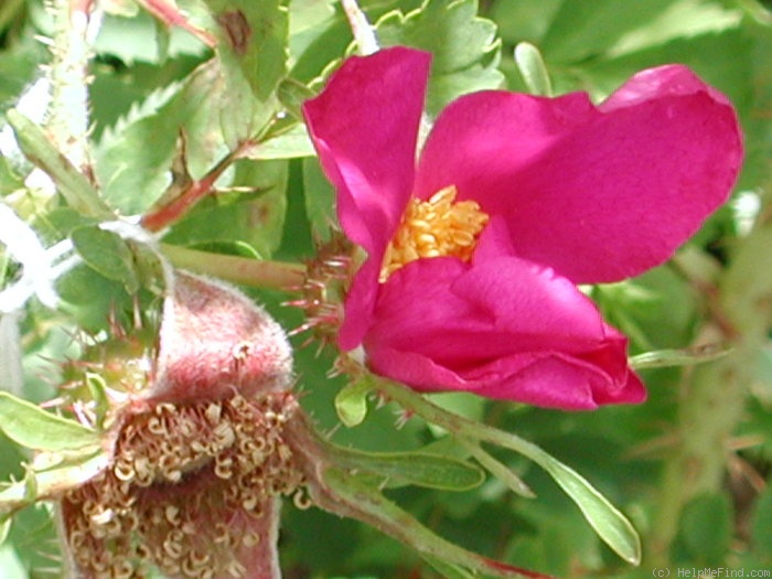 'R. stellata mirifica' rose photo