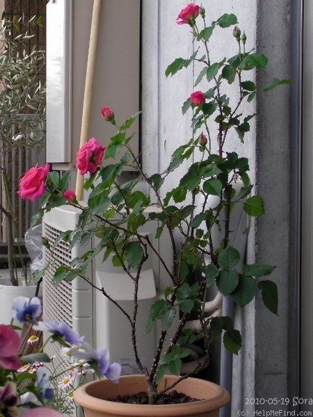 'Dornröschen (shrub, Kordes, 1960)' rose photo