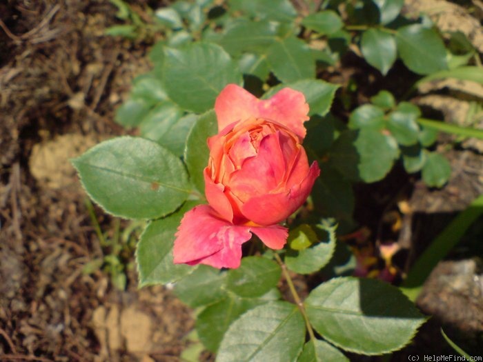 'Indira (floribunda, Márk, 1971)' rose photo