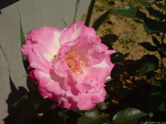 'Mami' rose photo