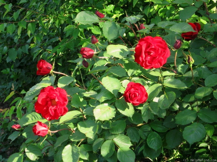 'Castella ®' rose, click to enlarge 'Castella ®' rose photo