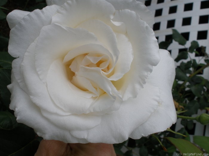 'Mount Shasta' rose photo