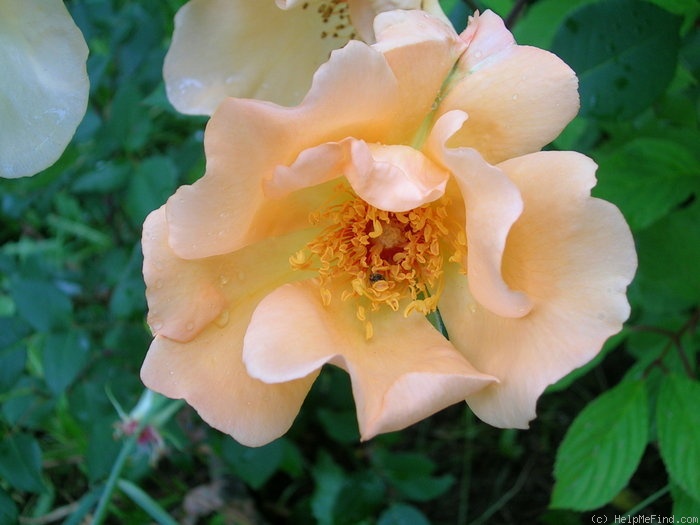 'Mrs. Oakley-Fisher (Hybrid Tea, Cant, 1921)' rose photo