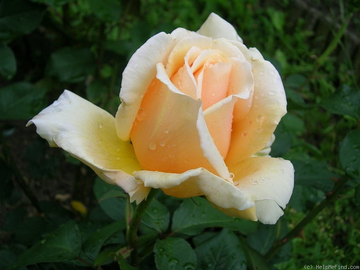 'Valencia ® (hybrid tea, Kordes before 1987)' rose photo